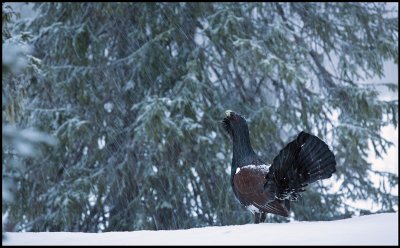 Winter or spring? A Capercaillie is lekking in late spring snowfall