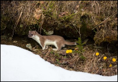 A Stoat in summerfur with snow and spring flowers