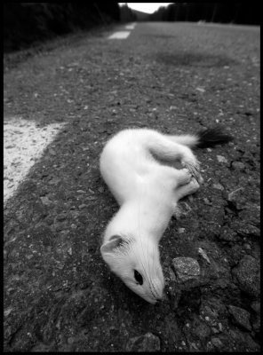 A Stoat in winterfur just killed by a car on a nearby road
