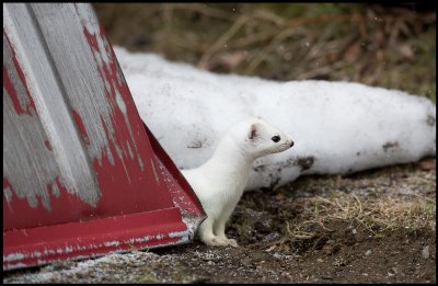 The Stoat often visited the snow shuffel were Erelend put the food