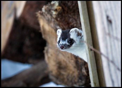 Stoat (Hermelin) in intermediate fur