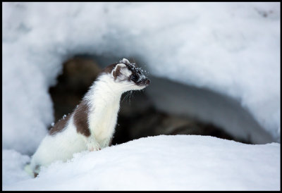 Stoat (Hermelin) in intermediate fur