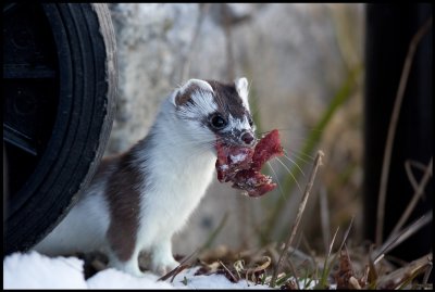Stoat (Hermelin) with meat