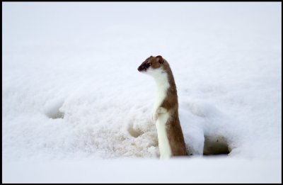 The Stoat often stands upright looking around