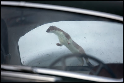 A strange playground for a Stoat - on the back window of an old Volvo Amazon!!!