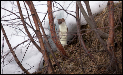 The Stoat often uses the space between the ground and snow to move around