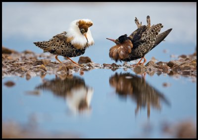Two migrating Ruffs are lekking in Limingalahti - Finland