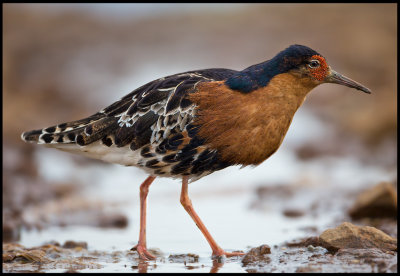 A beautiful male Ruff