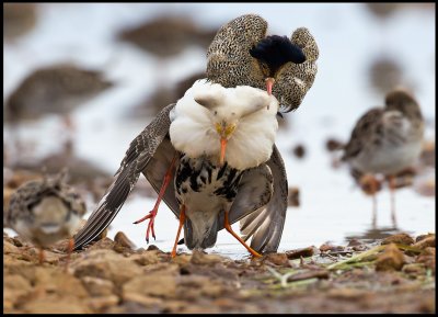 A Ruff male trying to mate with another male!!!