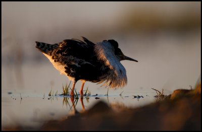 A male Ruff in lekking plumage at dusk