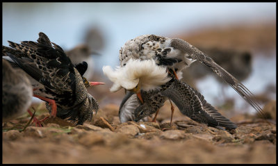 Ruffs mating