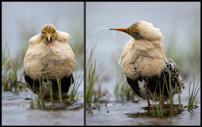 Shout it out or spit it out?? A male Ruff drinking water