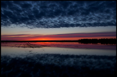 A flooded tractor road becomes a temporary lekking place for migrating Ruffs in Liminkalahti