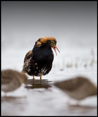 A male Ruff very interested in two females