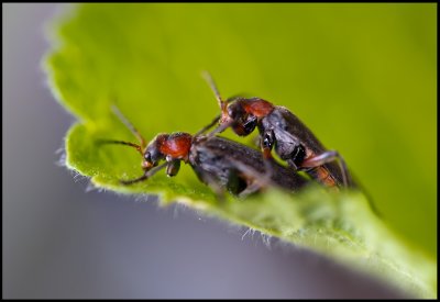 Soldier Beetles mating (Flugbaggar)