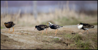 Migrating male Ruffs entering the local lekking place in Liminka