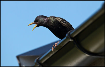 A Starling goes crazy over our neighbors cat (Morris)