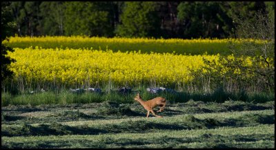 Roe Deer in late spring - land
