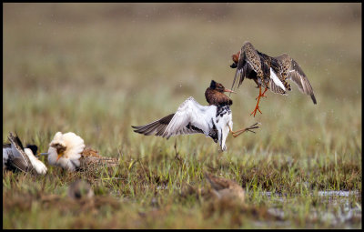 Dancing fight on Ruff lekking place in northern Finland