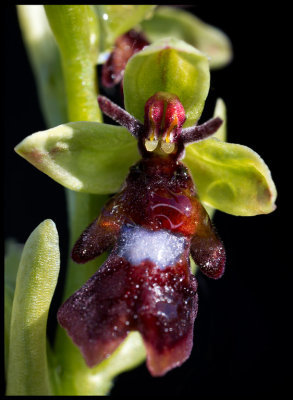 Flugblomster (Ophrys) - Ismantorp land