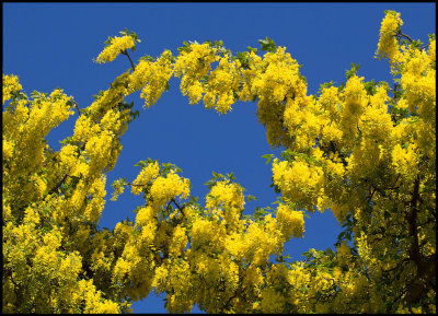 Gullregn (Laburnum) - Grönhögen Öland