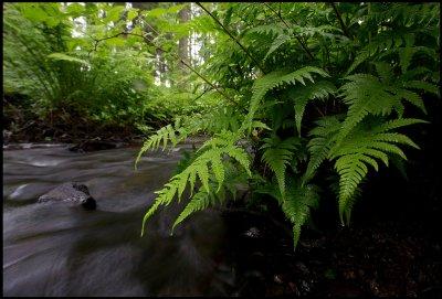 Ormbunkar (Pteridophyta) - Mattmar