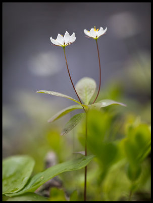 Skogsstjärna (Trientalis europaea) - Mattmar