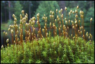 Bjrnmossa med sporhus (Polytrichum communae) - Mattmar