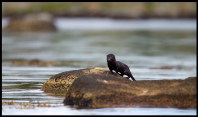 Mink - Valjeviken - Blekinge Archipelago