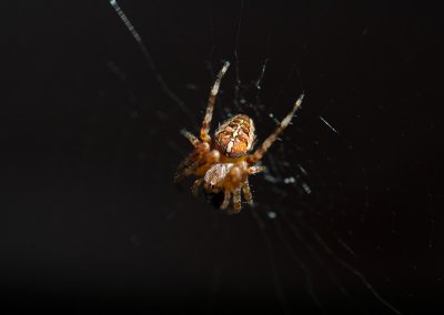 European Garden Spider (Korsspindel) - land