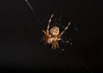 European Garden Spider (Korsspindel) - Öland