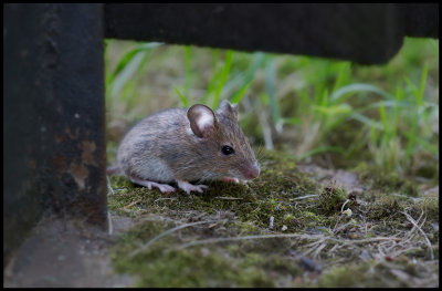 A House Mouse (Husmus - Mus musculus) hiding behind our garden tools