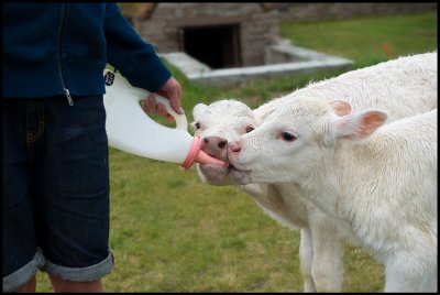 Milk is made for babies..... (Öland)