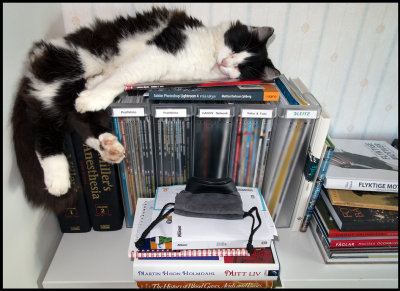 Morris resting (tired of all photo magazines)