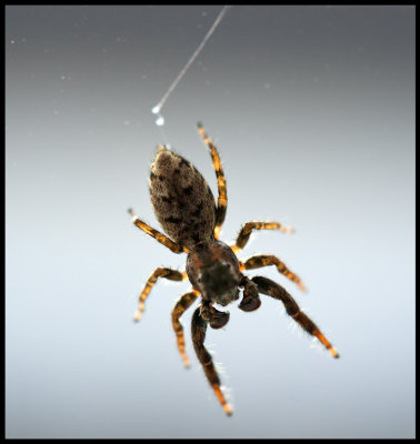 Small spider going downwards in my window