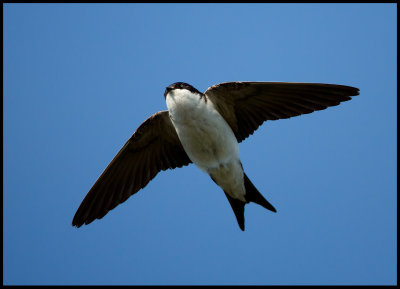 Common House Martin (Hussvala) adult - Ottenby