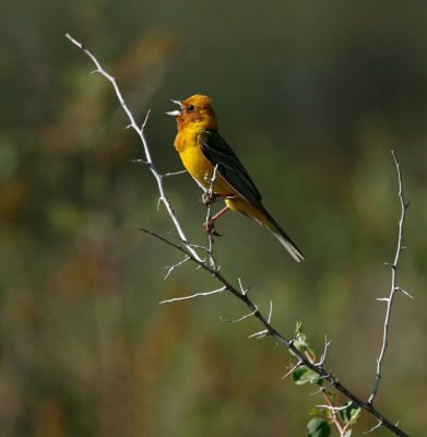 Birding Kazakhstan 2006