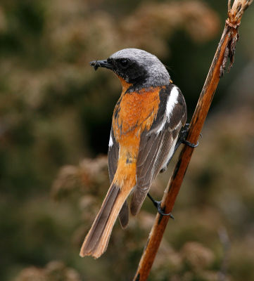 Eversmanns Redstart 060526-679