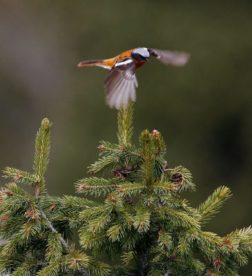 Eversmann`s Redstart 060526-645