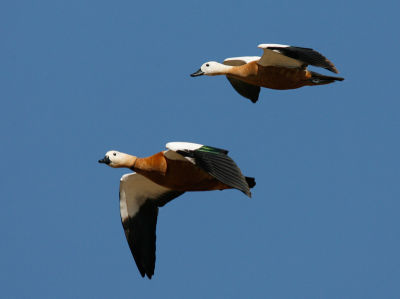 Ruddy Shelduck 060528-569