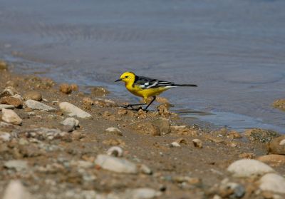 Citrine Wagtail 060528-617