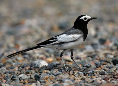 White Wagtail (Personata) 060529-609