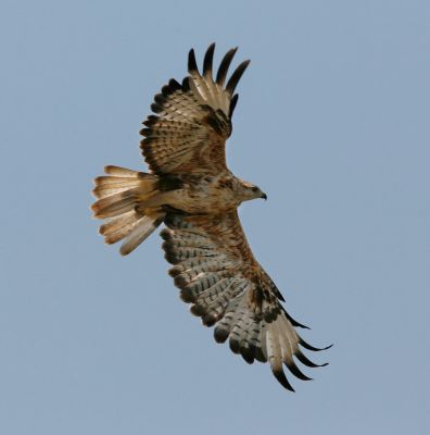 Long-legged Buzzard 060529-634