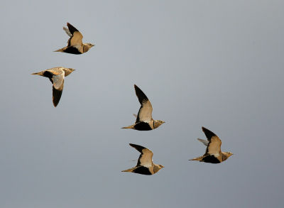 Black-bellied Sandgrouse 060530-527