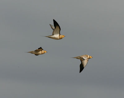 Pin-tailed Sandgrouse 060530-562