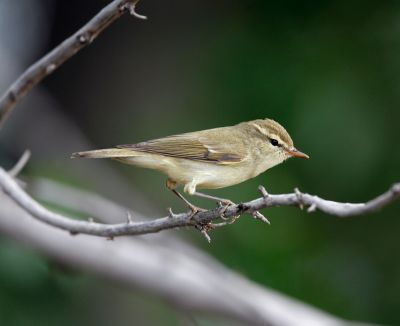 Greenish Warbler 060530-796