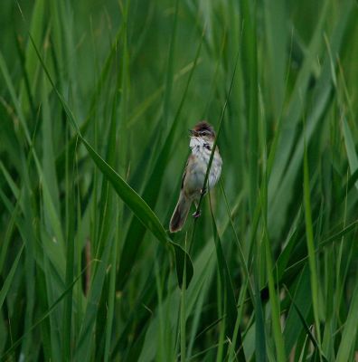 Paddyfield Warbler 060602-589