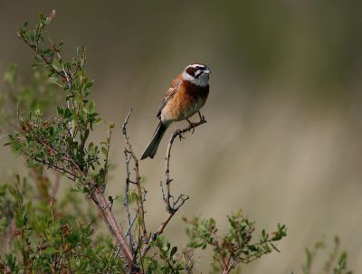 Meadow Bunting 060602-662