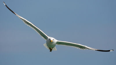 Caspian Gull 060603-777