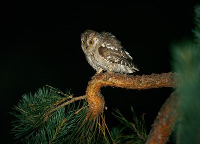 Scops Owl 060604-565